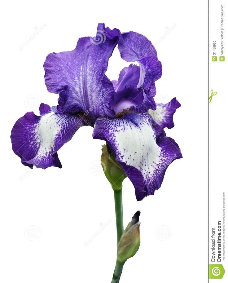 How To Paint Irises In Oil How To Paint Irises In Oil