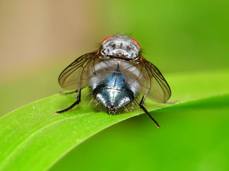 Tierwelt Kreuzworträtsel Tierwelt Kreuzworträtsel