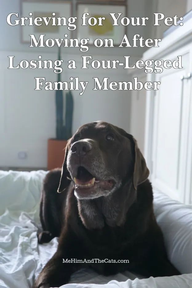 Grieving For Your Pet Moving On After Losing A Four Legged Family