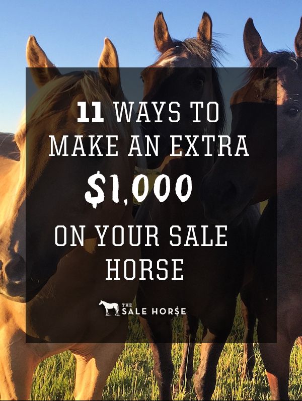 171 best horse business images on Pinterest Horses, Horse - Horse Sales Contracts 171 best horse business images on Pinterest Horses, Horse - Horse Sales Contracts