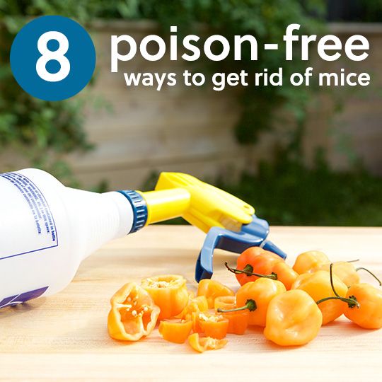 Natural Ways To Get Rid Of Mice Infestation Natural Ways To Get Rid Of Mice Infestation