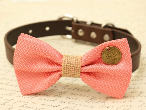 Coral Dog Bow Tie Coral Bow attached to brown dog by LADogStore