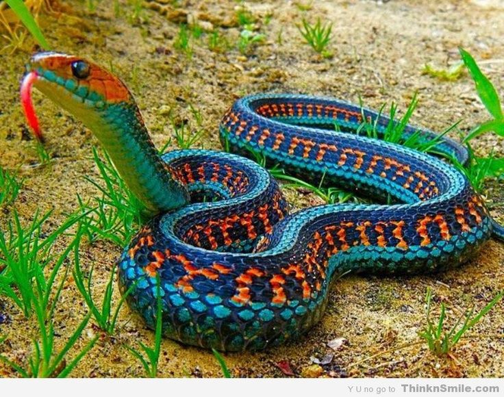102 best snakes snails n puppy dog tails images on pinterest