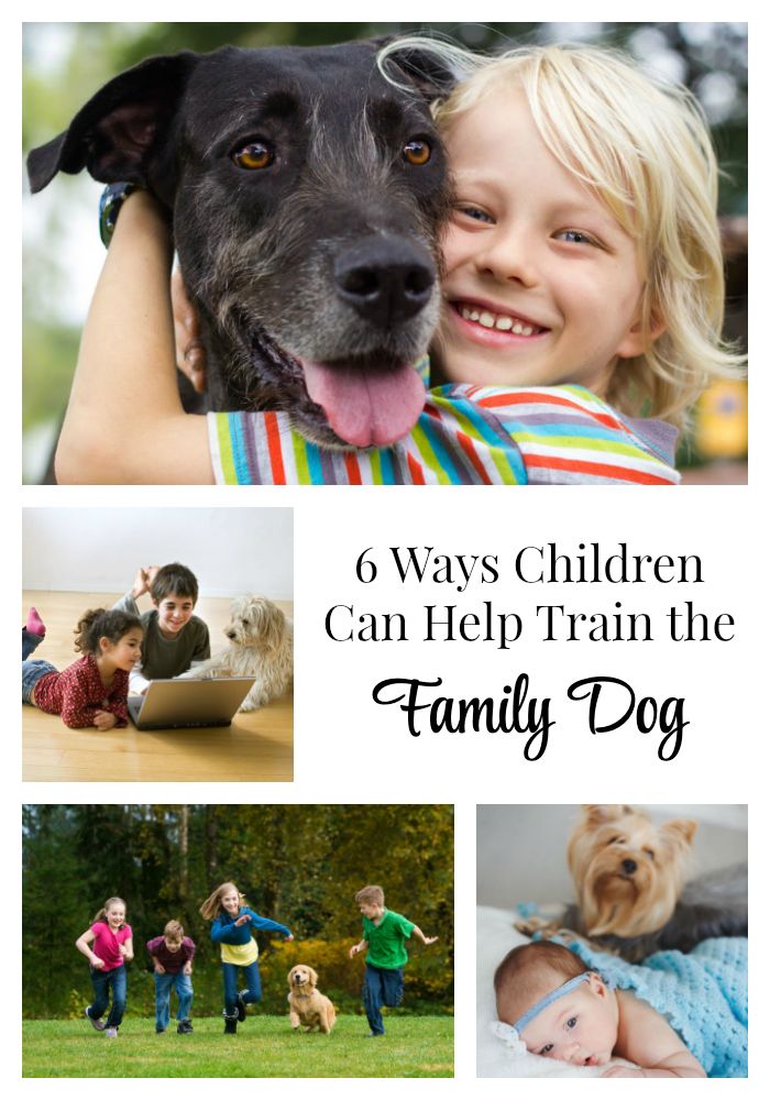 Pet Training Basics For Any Family Dog Training Tips And Tricks Puppy Training Dog Training Puppy Training Tips