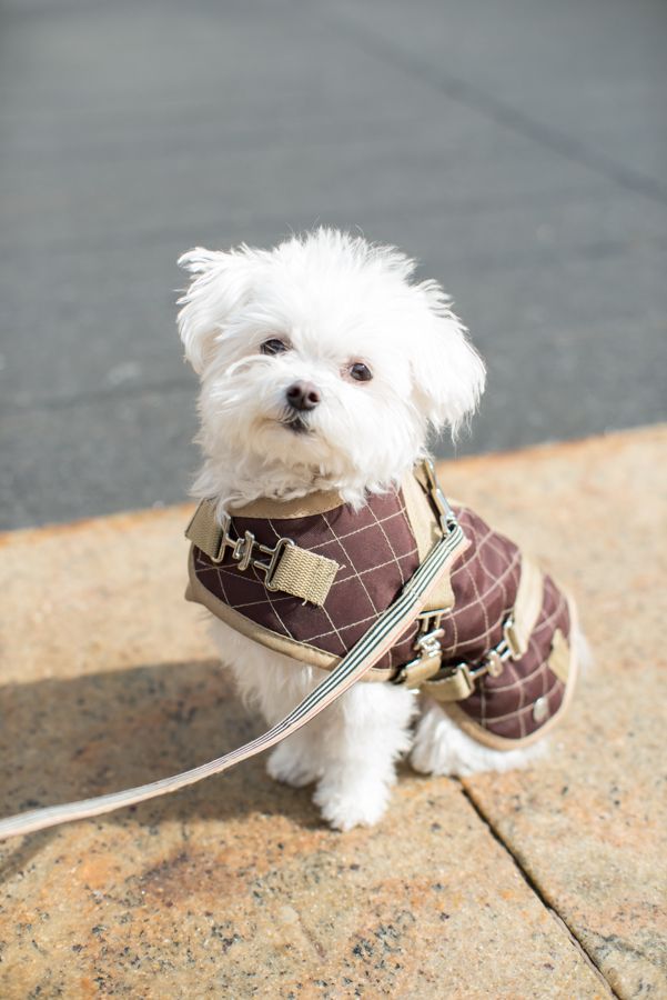 Dogs And Puppies Solid Tips On Dogs That Anyone Can Easily