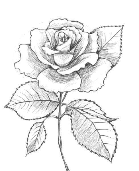 25 Beautiful Flower Drawing Information & Ideas - Brighter Craft ...