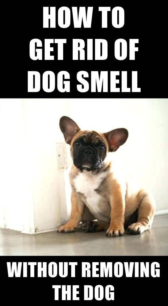 Cuddling With Your Dog Often Means Your House Begins To Smell Like