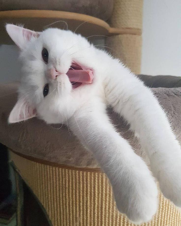 753 best white cats images on pinterest kitty cats, adorable 0d1d6d6104376f83d5a735e2772c9e07 white cat snow white 753 best white cats images on pinterest kitty cats, adorable