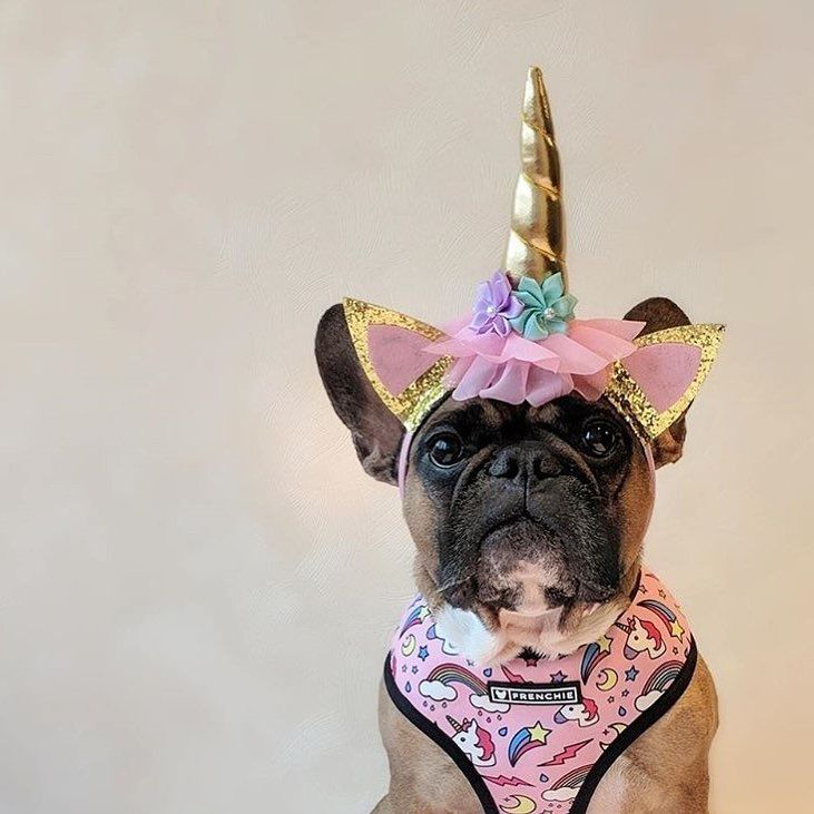 Frenchie What Frenchie I M A Unicorn Lily Glamour Lady