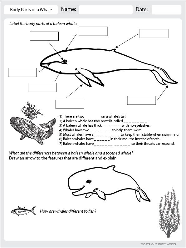 Pin on The World of Animals (SCIENCE)