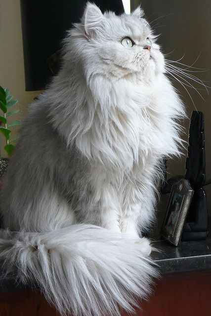 97 best pretty persian cats images on pinterest beautiful cats 0d2de5710e245570ba070fc8ff5a20e9 fluffy coat fluffy white cats 97 best pretty persian cats images on pinterest beautiful cats