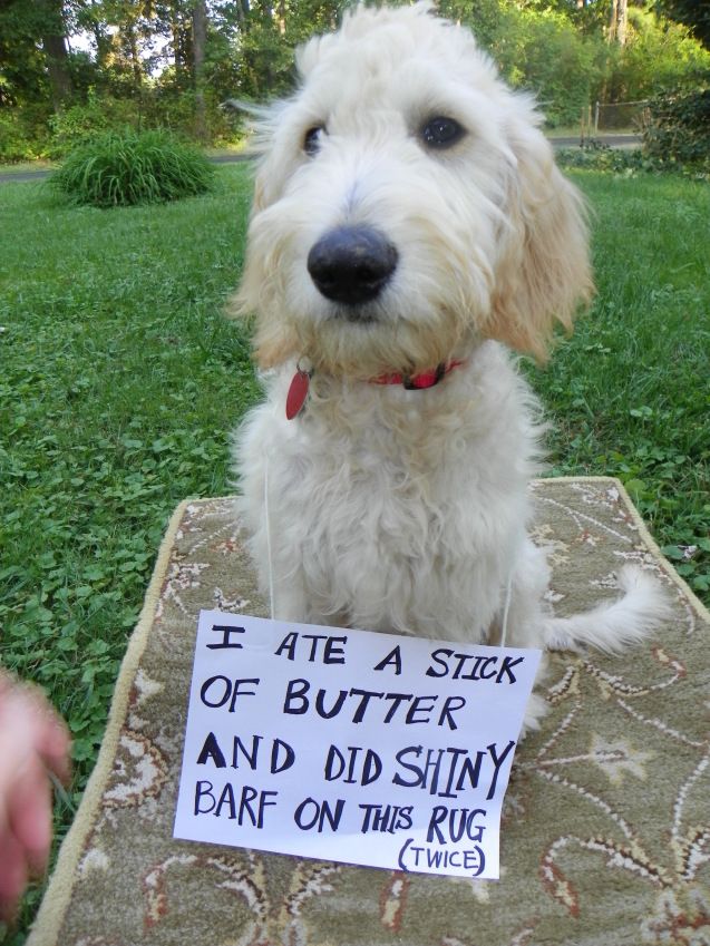my dog ate a stick of butter my dog ate a stick of butter