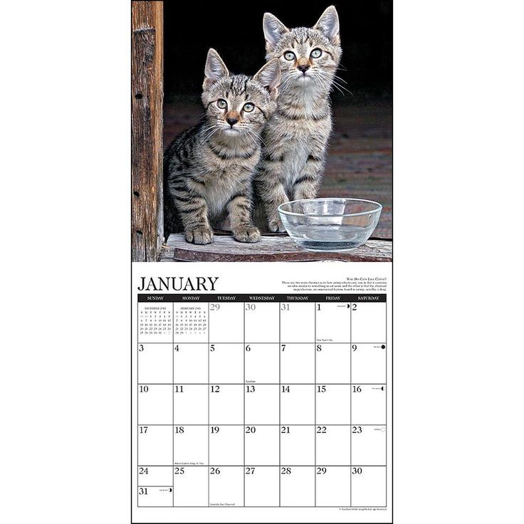 2020 Printable calendar (in English, Spanish & French