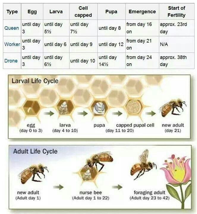 letters from the hive an intimate history of bees honey and humankind ebook 56 best bee books informative sites images on letters from the hive an intimate history of bees honey and humankind ebook 56 best bee books informative sites images on