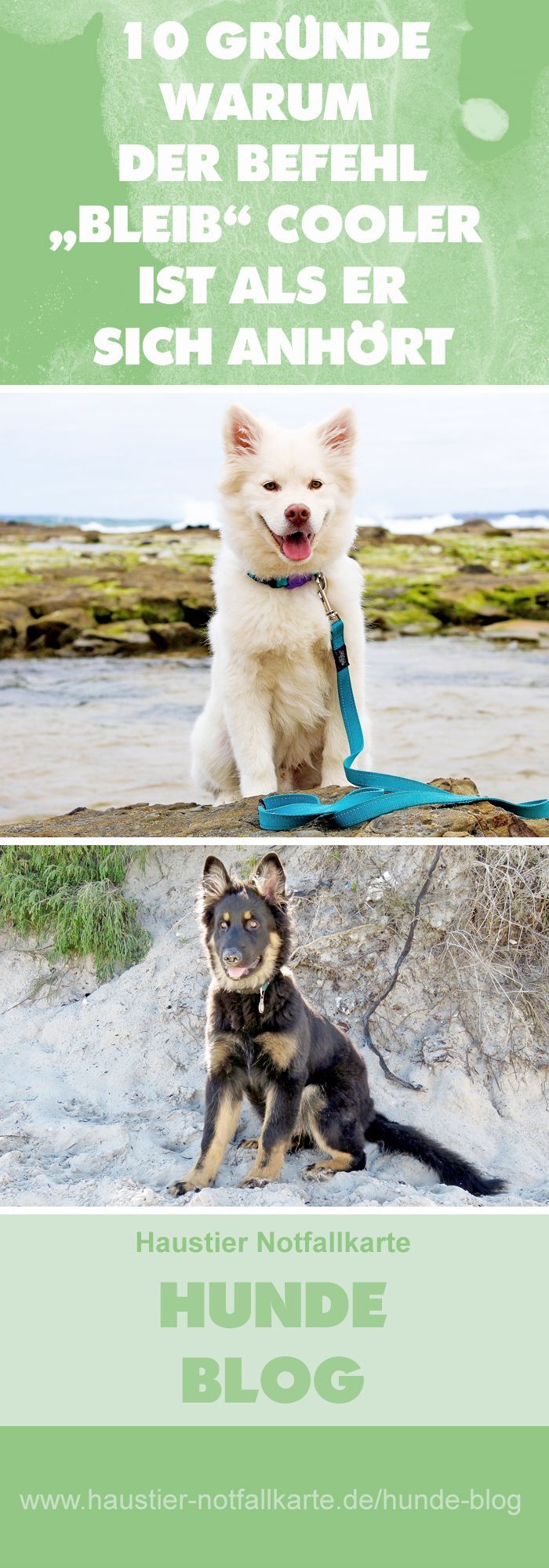 Warum dem Hund bleib beibringen cooler ist als es sich anhört! in 2020 Hunde, Hunde erziehen
