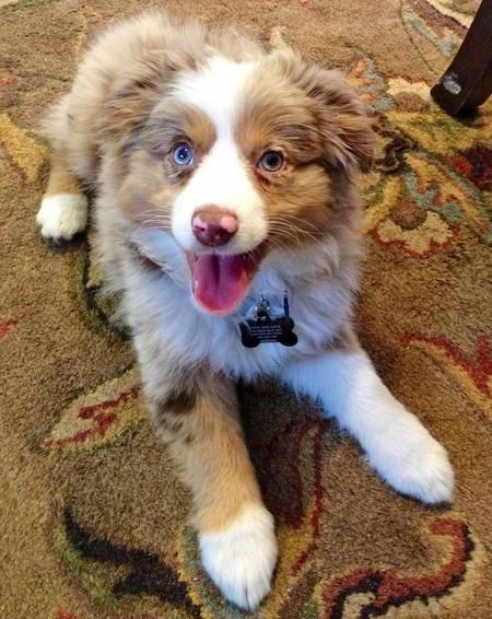 australian shepherd rottweiler mix puppies for sale best 25 australian shepherd dogs ideas on pinterest do australian shepherd rottweiler mix puppies for sale best 25 australian shepherd dogs ideas on pinterest do