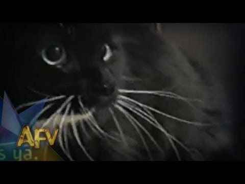 Oh Long Johnson Cat Afv Oh Long Johnson Cat Afv