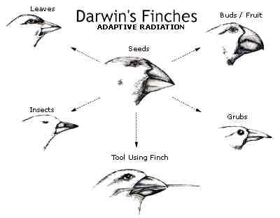 How Does Evolution Work Via Natural Selection How Does Evolution Work Via Natural Selection