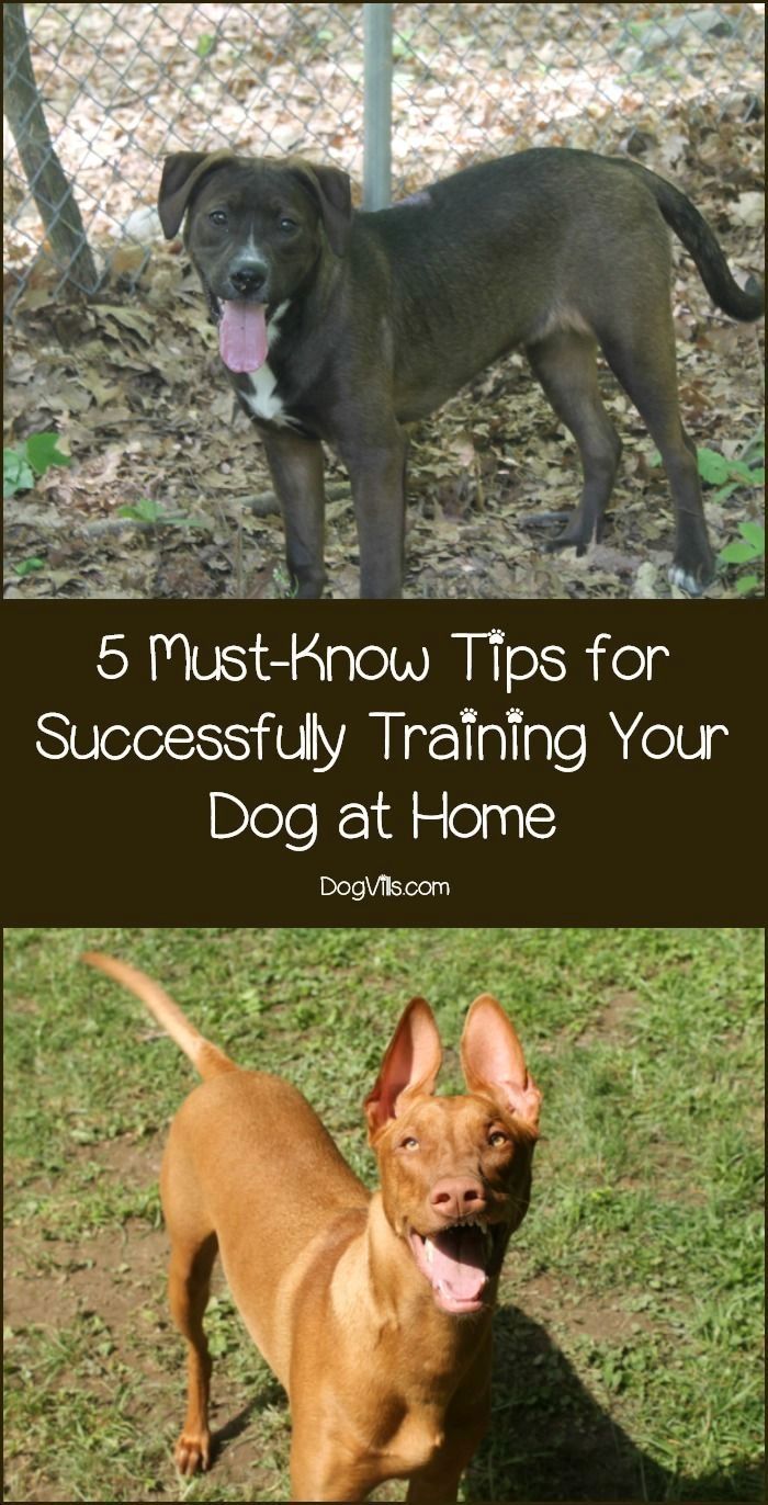 Guard Dog Training Guarddogtraining Dog Training Near Me