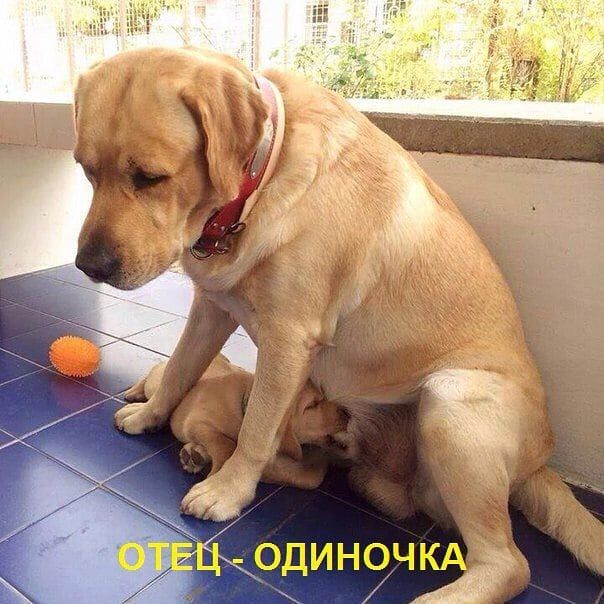 Любимым мужчинам, картинки с приколами ржачные до слез