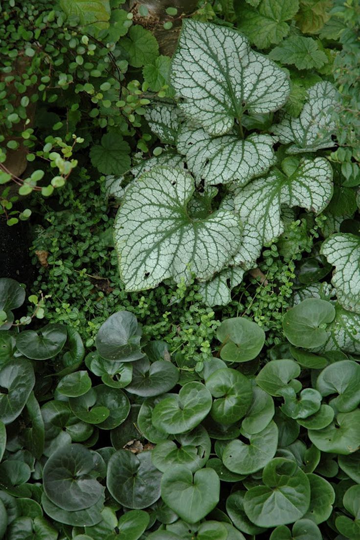 106 best green gardens images on pinterest | landscaping, topiary 106 best green gardens images on pinterest | landscaping, topiary