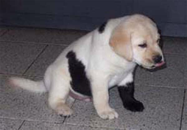 8 best unique mismarked beautiful labs images on Pinterest Labrador