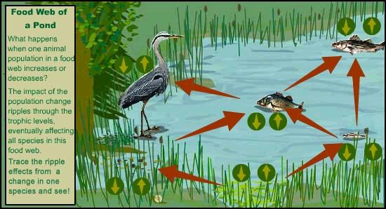 food web of a pond what other indirect relationships are there in food web of a pond what other indirect relationships are there in a pond food web what happen food chains food webs projects ideas for kids