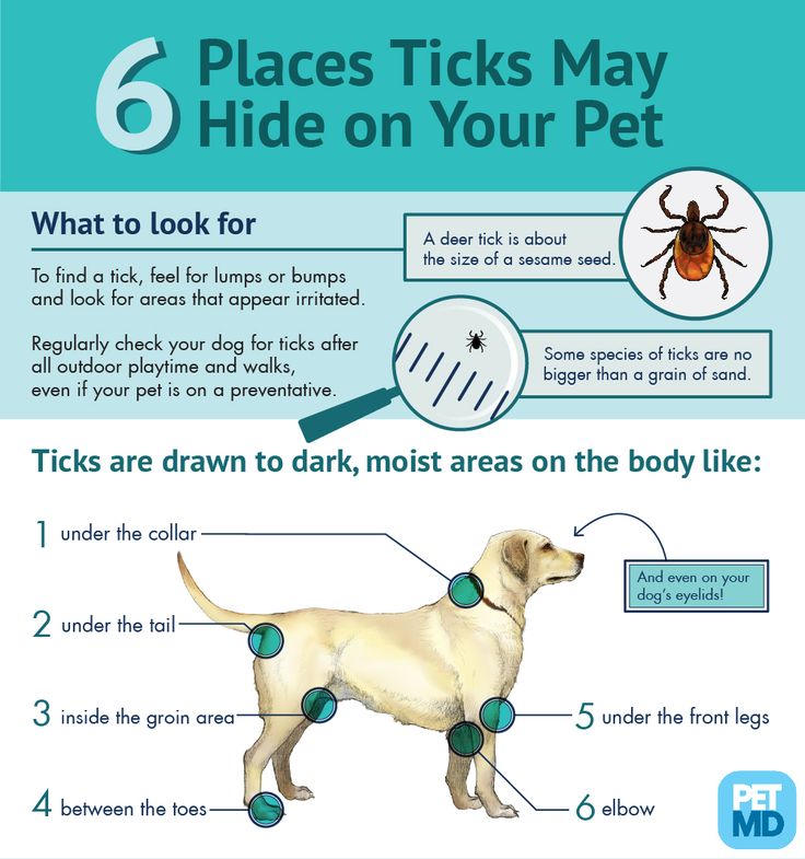 How To Get Rid Of Ticks In Dog House How To Get Rid Of Ticks In Dog House