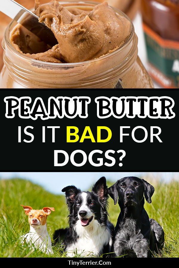Can Dogs Eat Peanut Butter In 2020 Can Dogs Eat Dog Eating Peanut Butter