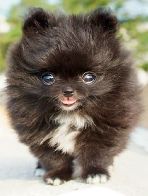 buy miniature pomeranian best 25 miniature pomeranian ideas on pomeranian puppy pomeranian and buy miniature pomeranian best 25 miniature pomeranian ideas on pomeranian puppy pomeranian and