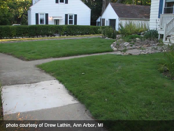 10 Best Landscaping Work Scope Service Quality Images On Pinterest Prairie Moon Nursery Ground Covers For Sun Buchloe