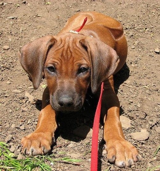 Xhosa Dog Names Xhosa Dog Names