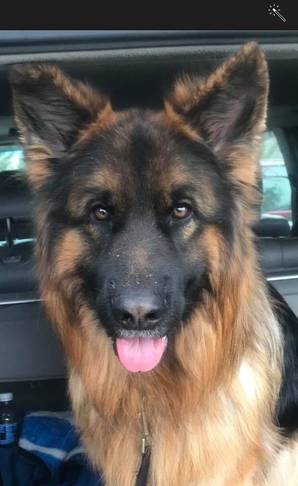 Pin By Marilyn Morris On German Shepherds German Shepherd Dogs