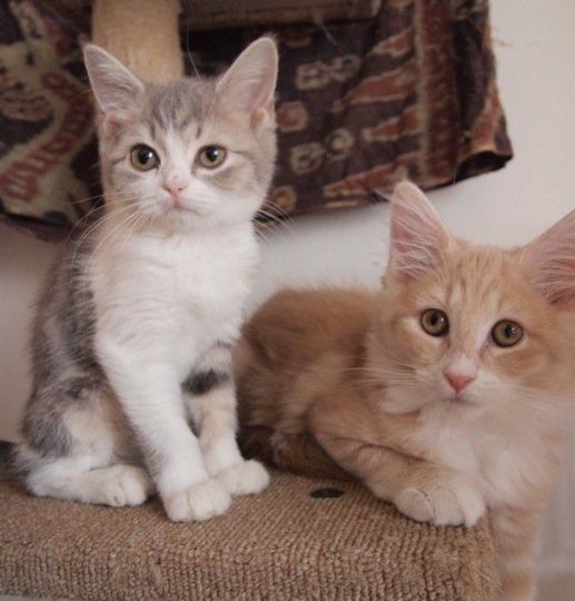 寂しがりやなノルウェージャンフォレストキャットの猫画像20選 ノルウェージャンフォレストキャット 猫 画像 猫 寂しがりやなノルウェージャンフォレストキャットの猫画像20選 ノルウェージャンフォレストキャット 猫 画像 猫