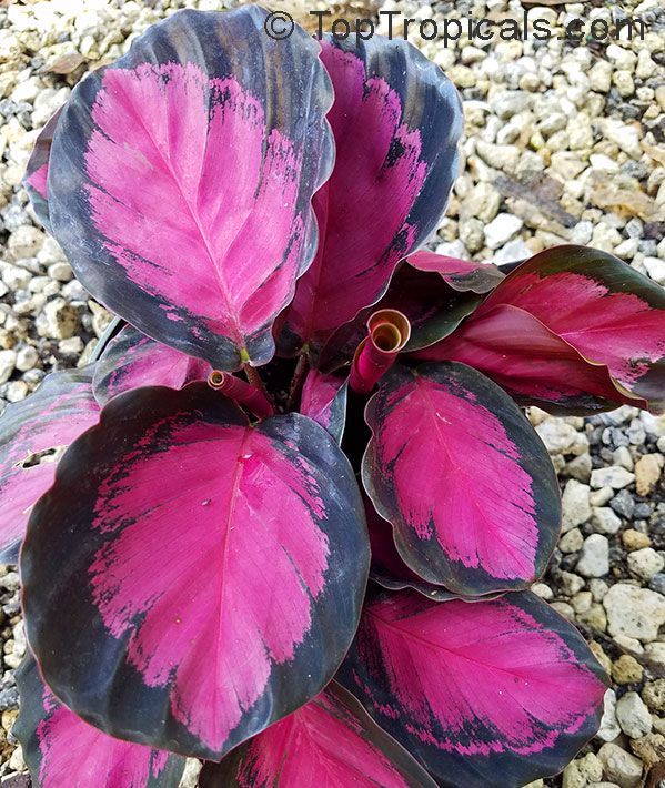 Rosy calathea