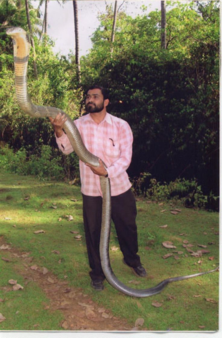 King Cobra Snake Ophiophagus Hannah World s Longest Venomous Snake king-cobra-snake-ophiophagus-hannah-world-s-longest-venomous-snake