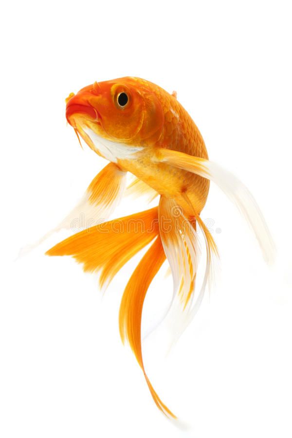 Golden Koi Fish Isolated On White Background Ad Fish Koi
