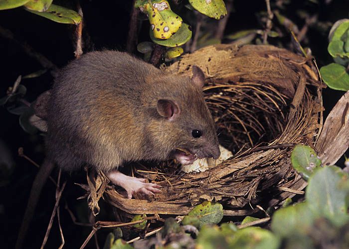 Rat bird sale