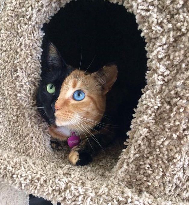 Biggest House Cat In The World 2015 biggest cat in the world 2014 image gallery - hcpr Biggest House Cat In The World 2015 biggest cat in the world 2014 image gallery - hcpr