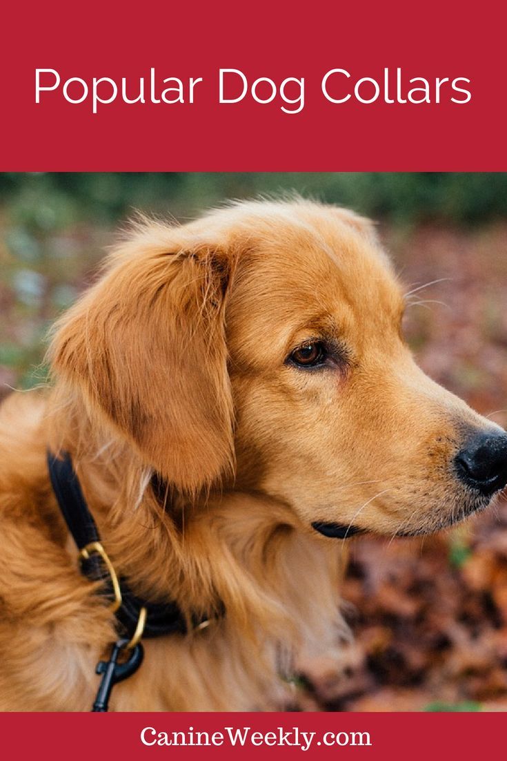7 Best Shock Collars For Large Dogs Updated 2020 Reviews Dogs