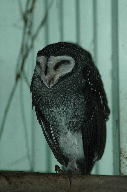 owls owls owls aves pinterest owls owls owls aves pinterest