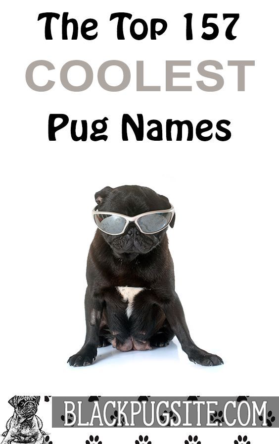157 Amazing Pug Names That Will Help You Name Your New Member Of