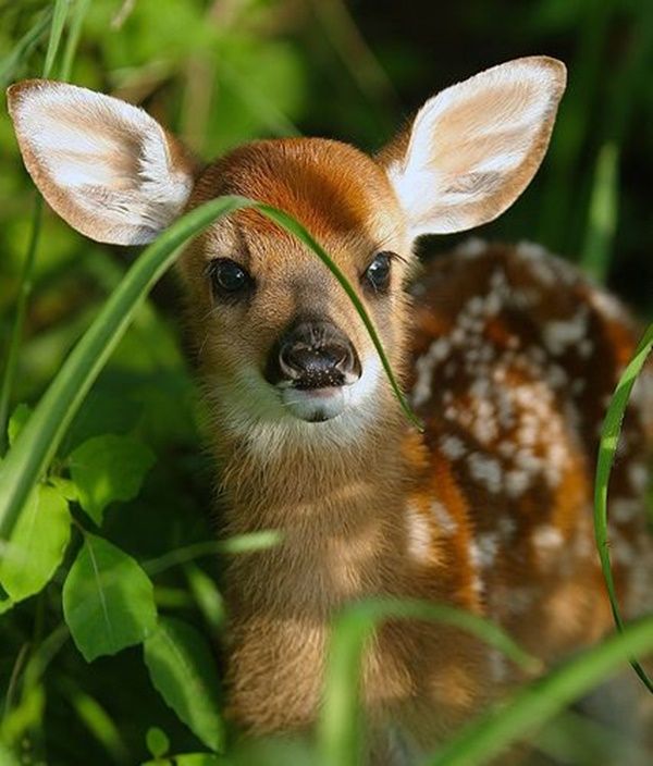 50 süße Tierbabys, die sich AWwww anfühlen – cute 50 süße Tierbabys, die sich AWwww anfühlen – cute