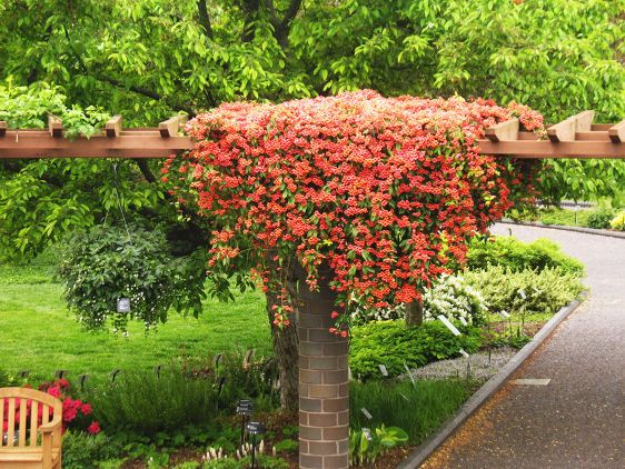 Flower Garden Ideas Wisconsin 114 best garden: wi images on pinterest | gardening, flower Flower Garden Ideas Wisconsin 114 best garden: wi images on pinterest | gardening, flower