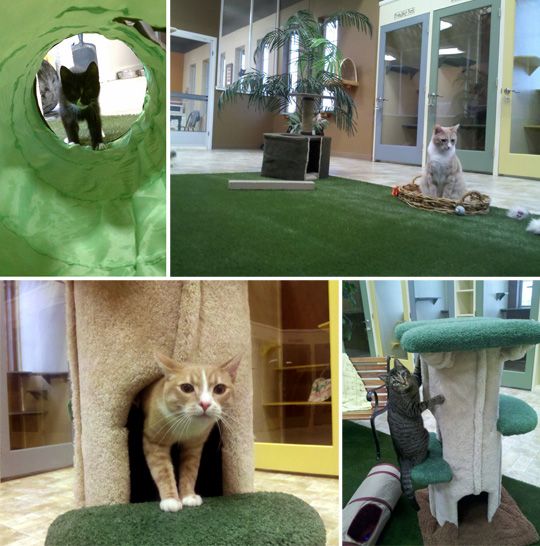 Small Dog Daycare Meridian Small Dog Daycare Meridian