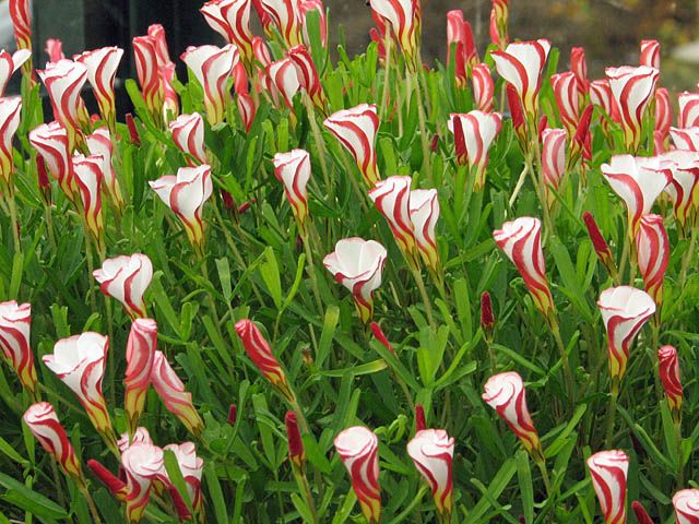 100Pcs Seeds Oxalis Versicolor Candy Cane Sorrel Garden Home Perennial Plants 100Pcs Seeds Oxalis Versicolor Candy Cane Sorrel Garden Home Perennial Plants