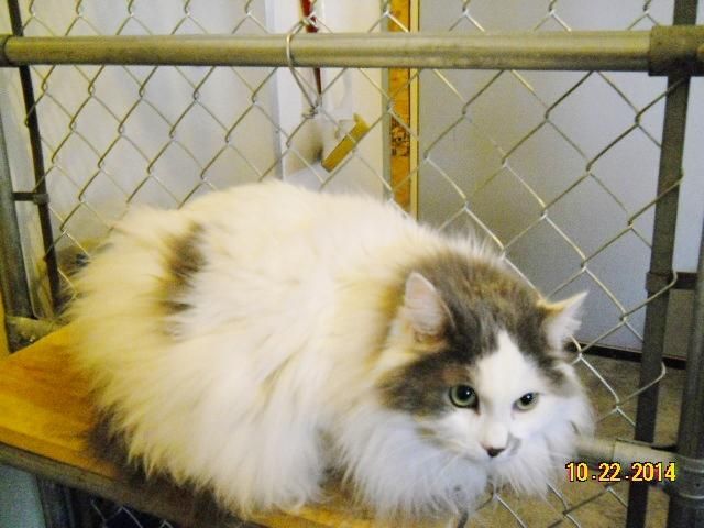 Biggest House Cat In The World 2014 39 best very interesting images on pinterest | white cats, long Biggest House Cat In The World 2014 39 best very interesting images on pinterest | white cats, long