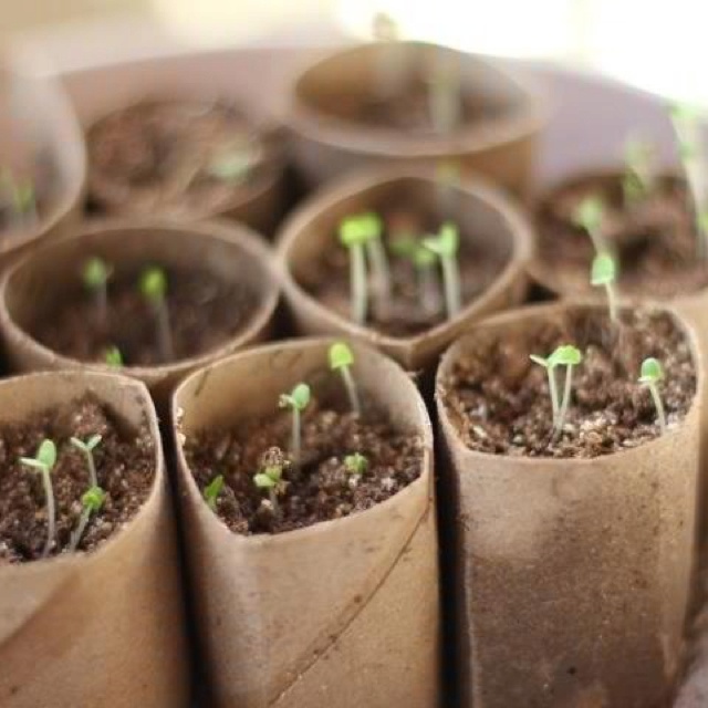 Composting Seed Start Containers Made From Toilet Paper Rolls With Things To Make Out Of Towel Composting Seed Start Containers Made From Toilet Paper Rolls With Things To Make Out Of Towel