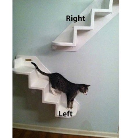 Best Stair Carpet For Cats Best Stair Carpet For Cats
