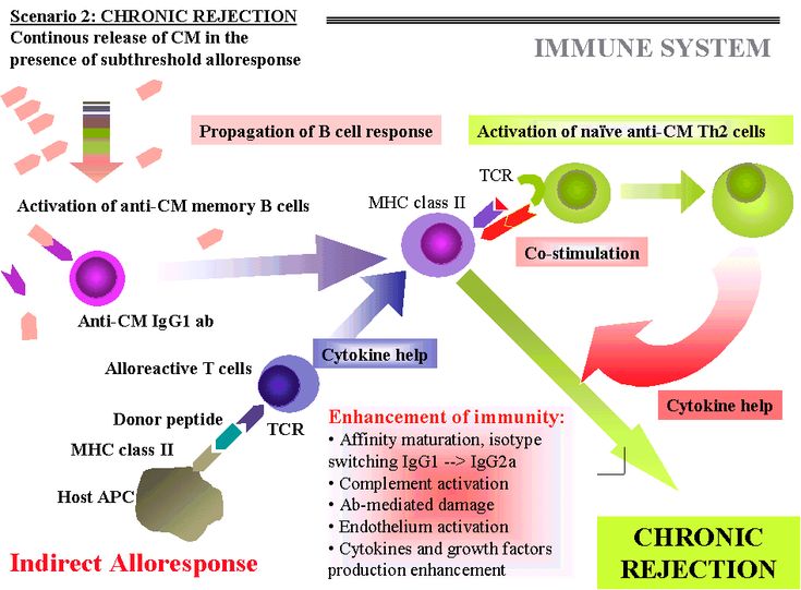 40 best immunopathology v transplantation and immune mediated organ organ rejection